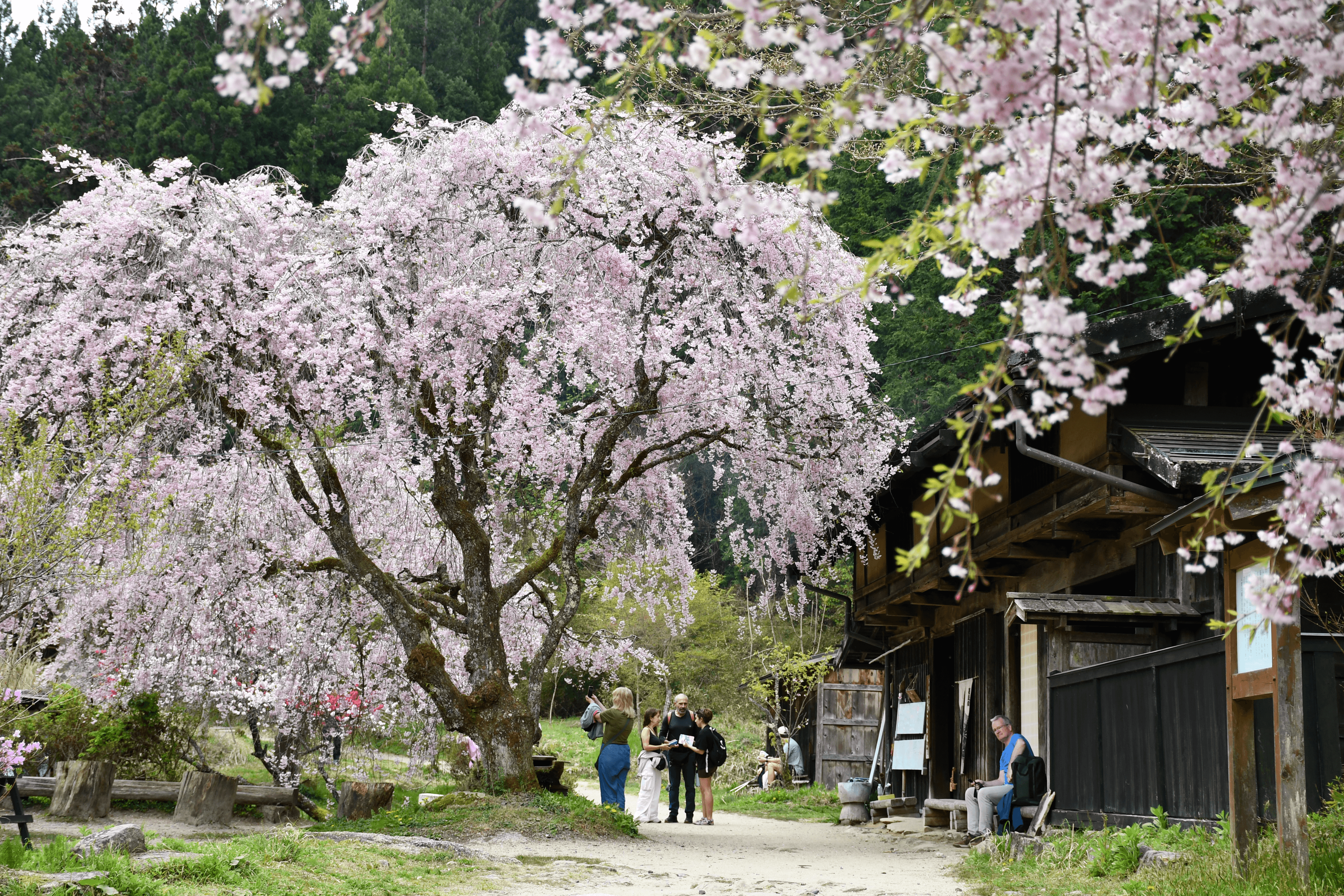 Ichikokutochi tateba-chaya